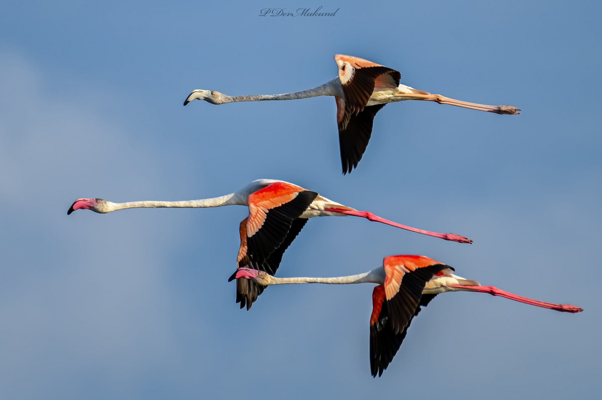 Phoenicopterus roseus Pallas, 1811